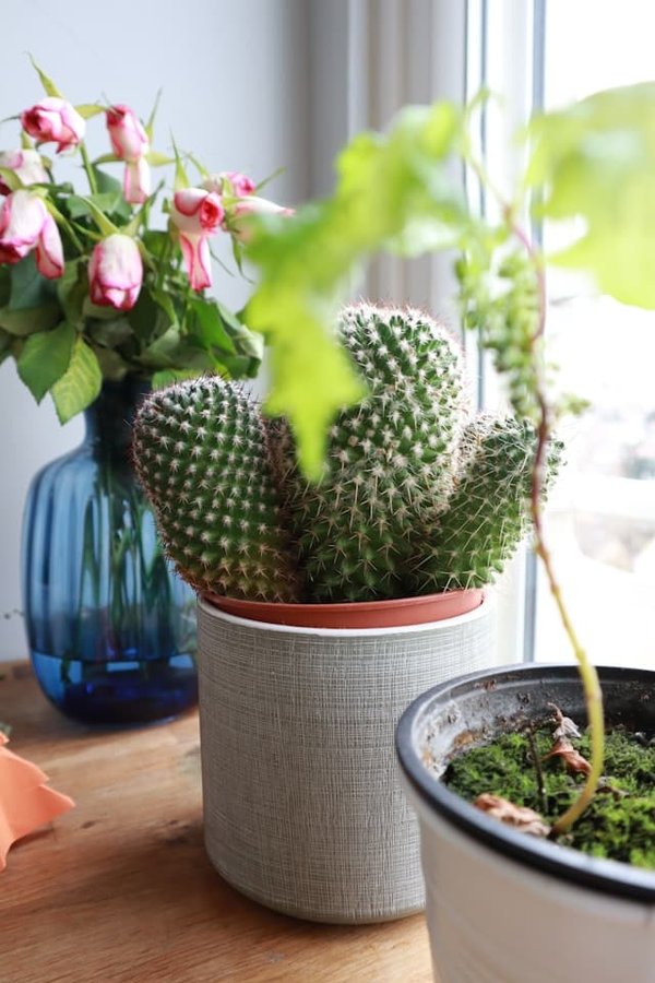 Comment aménager un jardin de plantes d'intérieur pour purifier l'air de sa maison ?