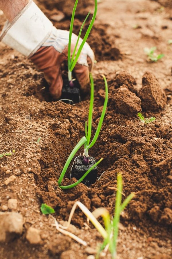 Quelles méthodes pour cultiver des légumes-racines dans un sol argileux en ville ?